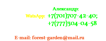 По вопросам благоустройства Главный специалист - Александр: WatsApp: +7(701)707-42-40; +7(777)304-04-58 E-mail: forest-garden@mail.ru